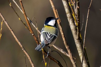 Japanese Tit 木瀬ダム(愛知県 豊田市) Sat, 3/16/2024