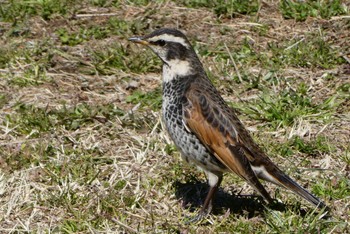 Dusky Thrush 東京都北区 Sun, 3/10/2024