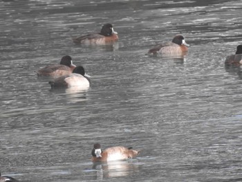 Greater Scaup 小樽港 Sun, 1/28/2024