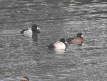 Greater Scaup 小樽港 Sun, 1/28/2024