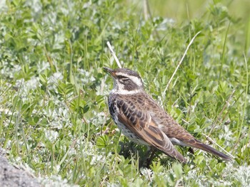 Dusky Thrush 淀川河川敷 Mon, 3/11/2024