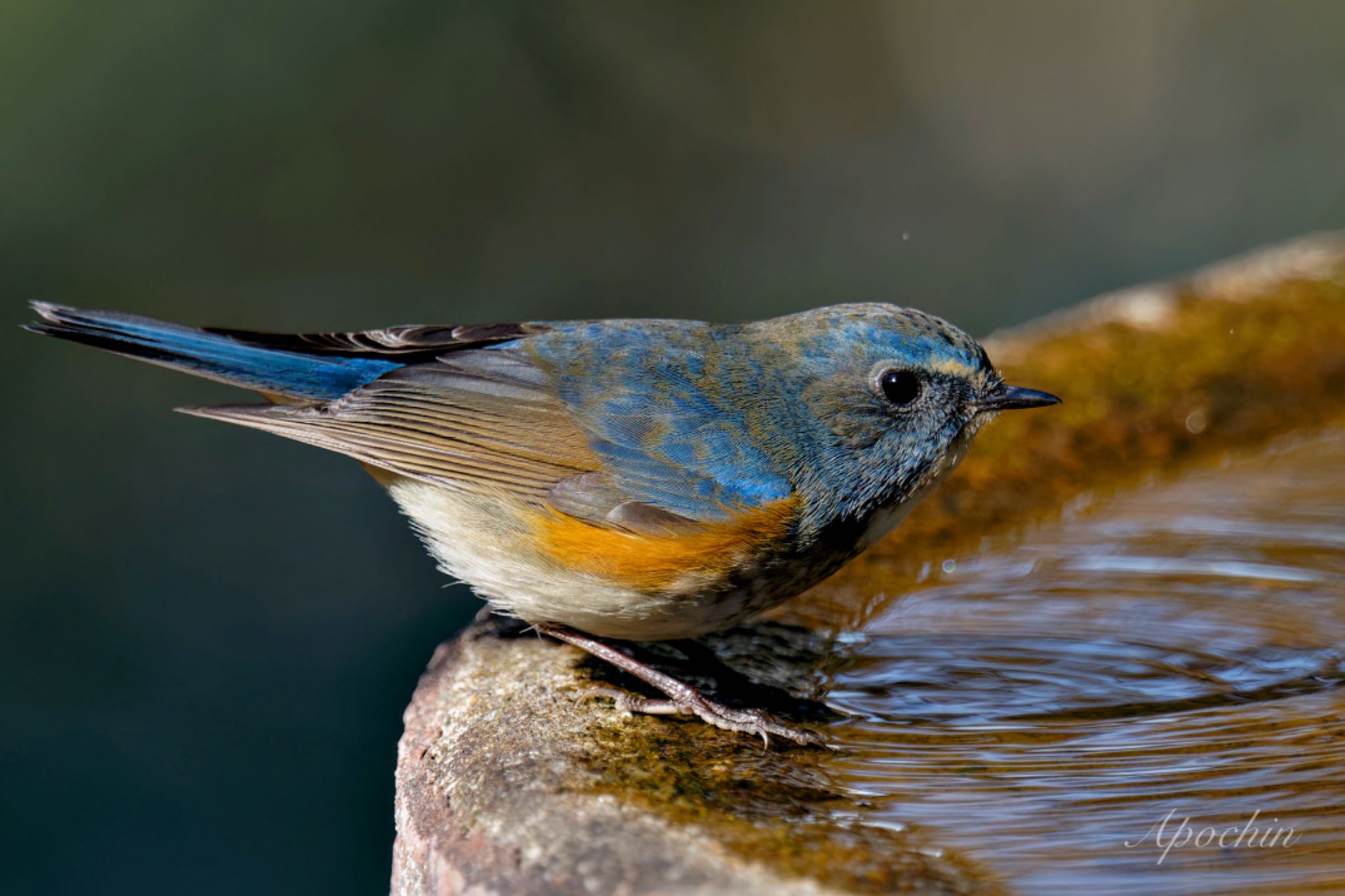 Red-flanked Bluetail