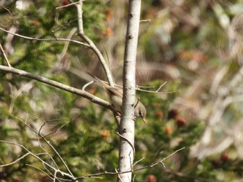 Japanese Bush Warbler 鳥羽市 Sun, 3/3/2024