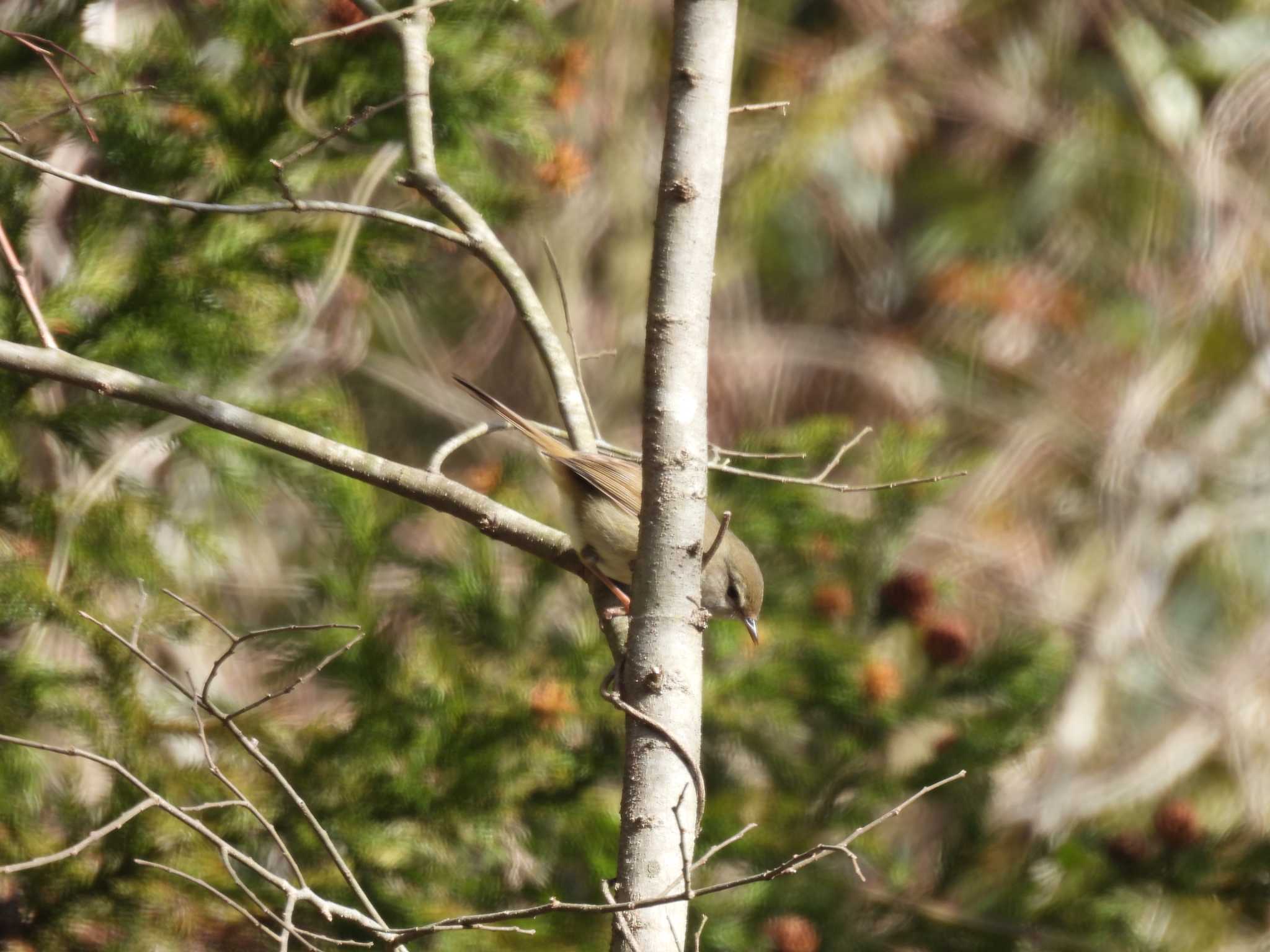 Japanese Bush Warbler