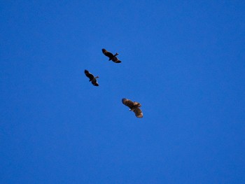 Mountain Hawk-Eagle Hayatogawa Forest Road Wed, 3/13/2024