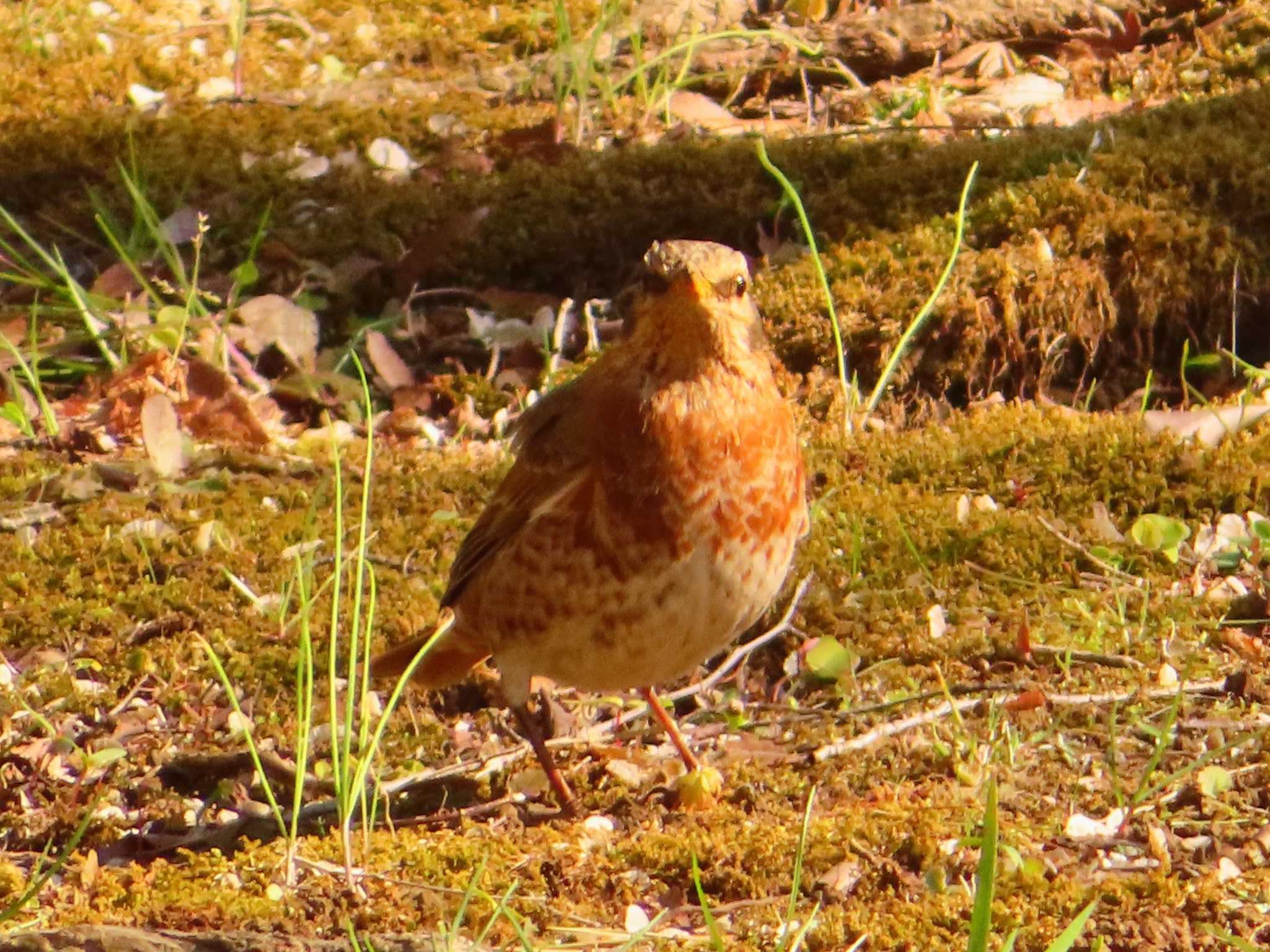 Naumann's Thrush