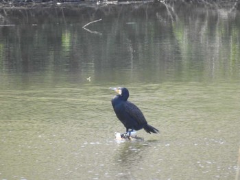 カワウ 境川遊水地公園 2024年3月16日(土)