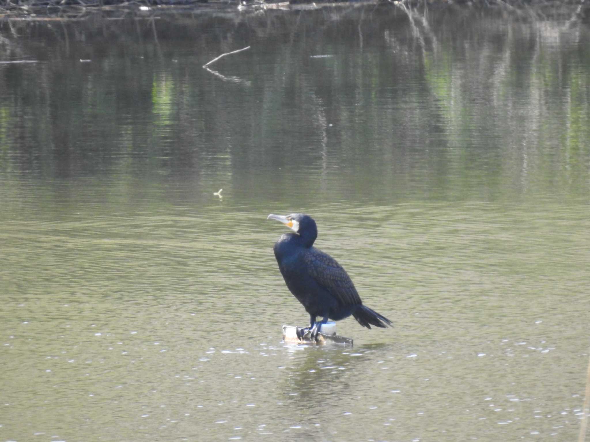 境川遊水地公園 カワウの写真 by ライ