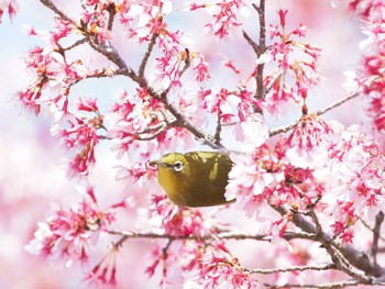 メジロ 神奈川県立相模原公園 2024年3月16日(土)