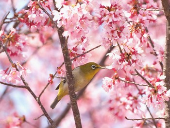 メジロ 神奈川県立相模原公園 2024年3月16日(土)