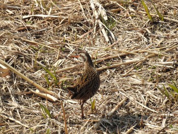 Brown-cheeked Rail 境川遊水地公園 Sat, 3/16/2024