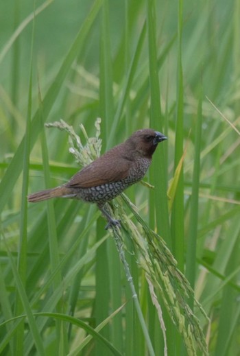 Scaly-breasted Munia Wachirabenchathat Park(Suan Rot Fai) Sat, 3/16/2024