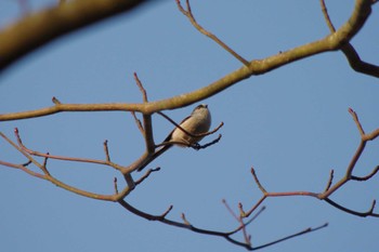 Long-tailed Tit 洞峰公園 Sat, 3/16/2024