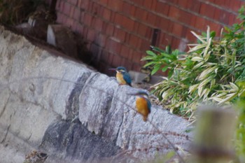 Common Kingfisher 洞峰公園 Sat, 3/16/2024