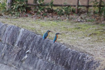 カワセミ 洞峰公園 2024年3月16日(土)