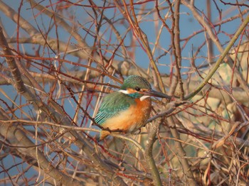 カワセミ 馬見丘陵公園 2024年3月16日(土)