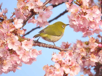 メジロ 馬見丘陵公園 2024年3月16日(土)