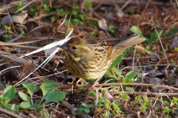 Masked Bunting 洞峰公園 Sat, 3/16/2024