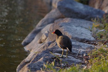 Common Moorhen 洞峰公園 Sat, 3/16/2024