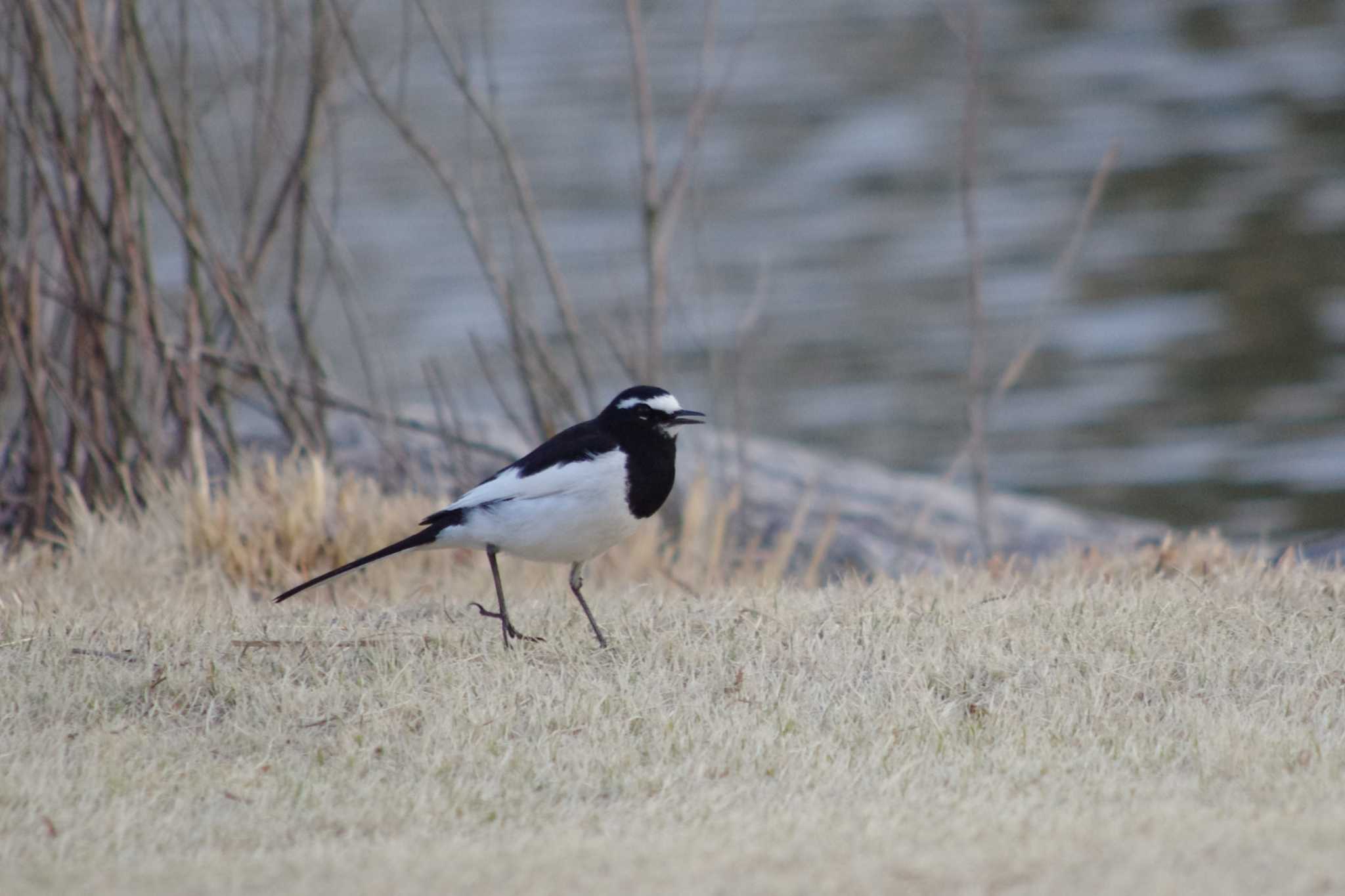 Photo of Japanese Wagtail at 洞峰公園 by アカウント15604