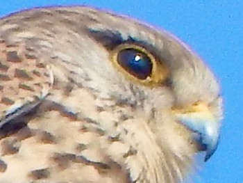 Common Kestrel 天王森泉公園 Sat, 3/16/2024