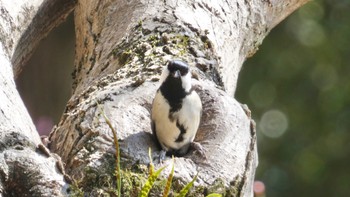 Japanese Tit Nara Park Fri, 3/15/2024