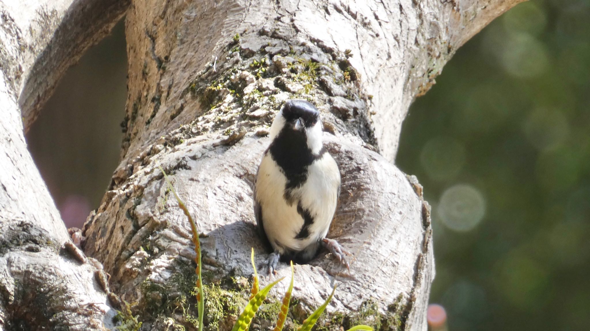 Japanese Tit