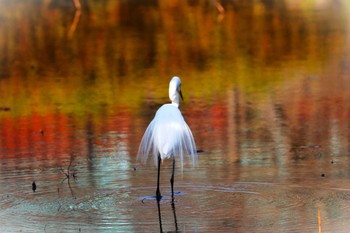 Little Egret Machida Yakushiike Park Sat, 3/16/2024