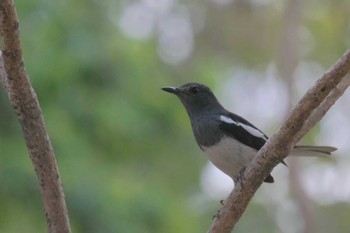 シキチョウ Wachirabenchathat Park 2024年3月16日(土)