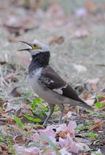 Black-collared Starling Wachirabenchathat Park(Suan Rot Fai) Sat, 3/16/2024