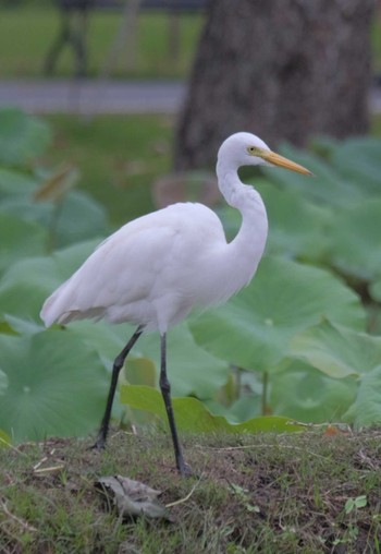 チュウサギ Suan Rot Fai 2024年3月16日(土)