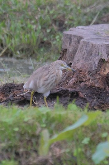 Indian Pond Heron Wachirabenchathat Park(Suan Rot Fai) Sat, 3/16/2024