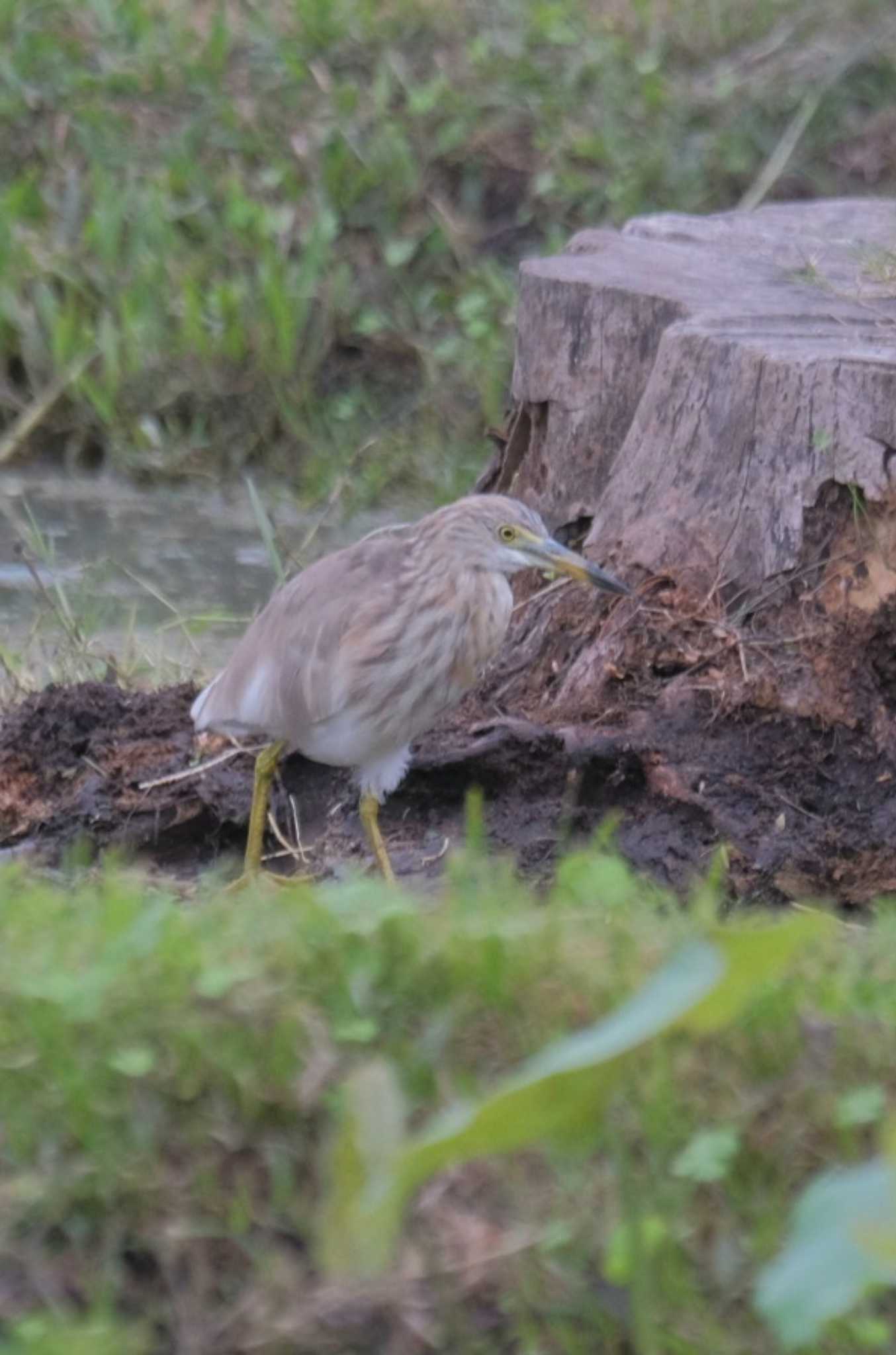 Photo of Indian Pond Heron at Wachirabenchathat Park(Suan Rot Fai) by BK MY