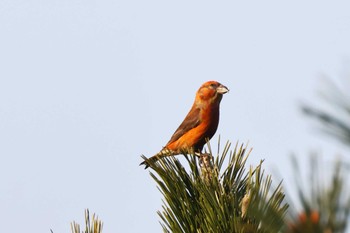 Red Crossbill 六甲山 Sat, 3/16/2024