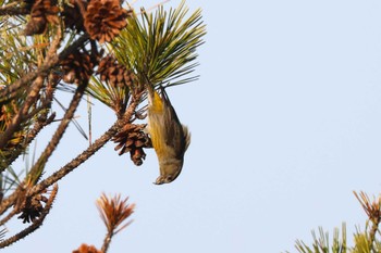 Red Crossbill 六甲山 Sat, 3/16/2024