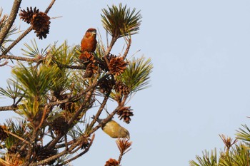 Red Crossbill 六甲山 Sat, 3/16/2024