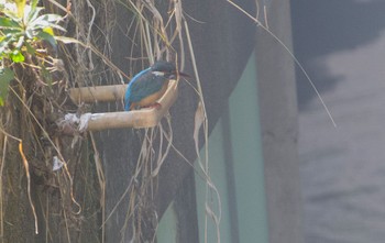 Common Kingfisher 細井川 Sat, 3/16/2024