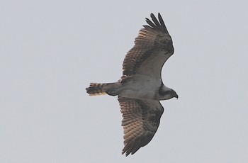 Osprey 大和川 Sat, 3/16/2024