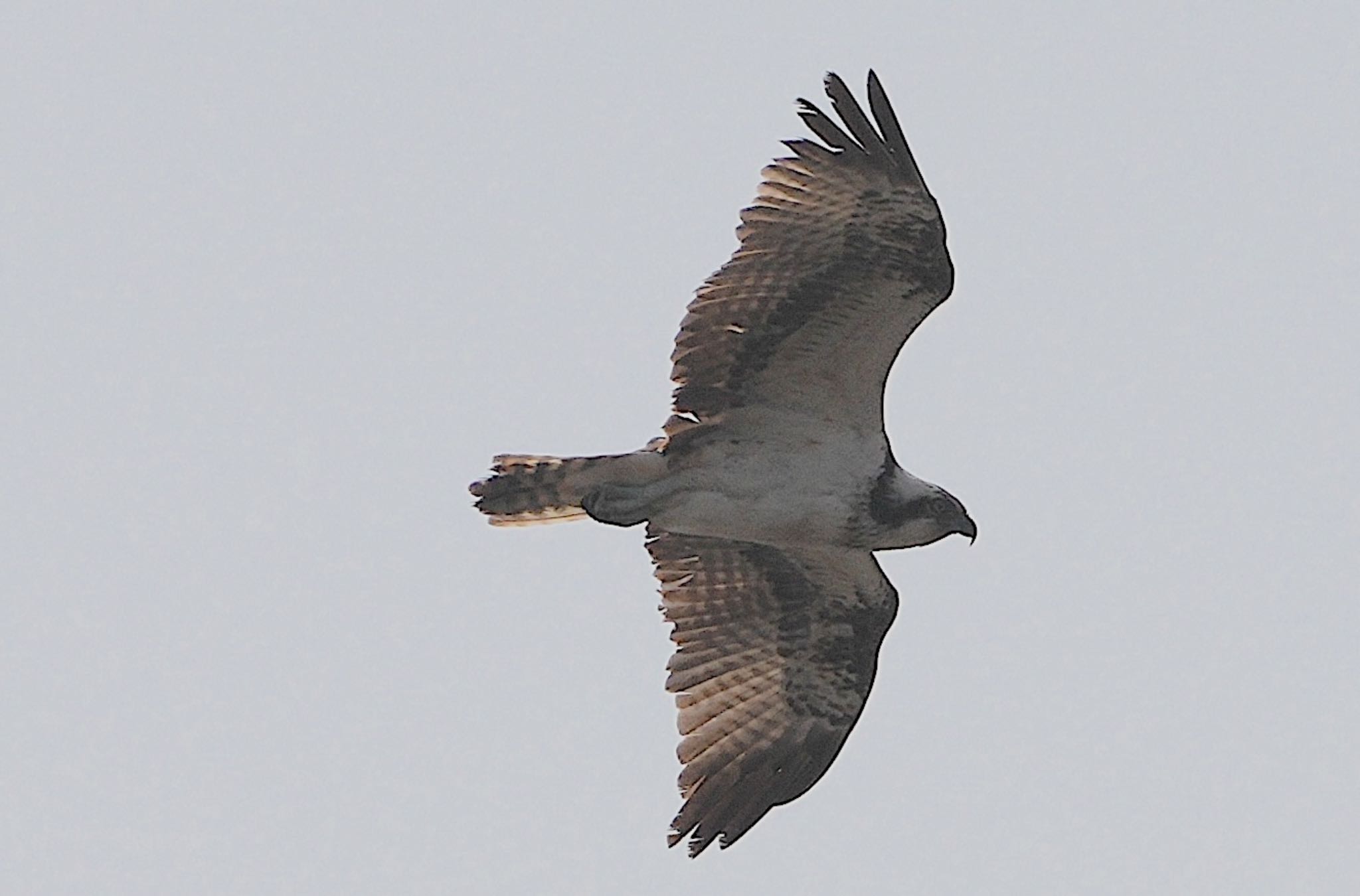 Photo of Osprey at 大和川 by アルキュオン