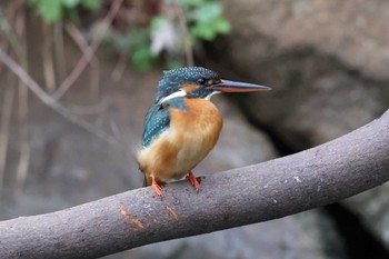 カワセミ 明石公園 2024年2月4日(日)