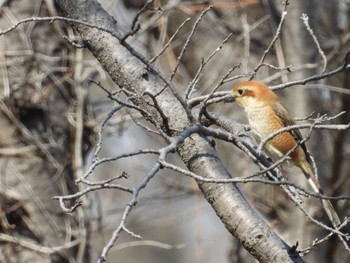 モズ 秋ヶ瀬公園 2024年3月16日(土)