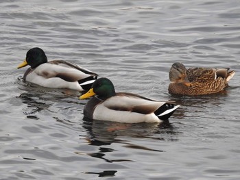 マガモ 多摩川 2017年12月3日(日)