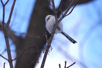 Long-tailed tit(japonicus) Makomanai Park Sun, 1/28/2024