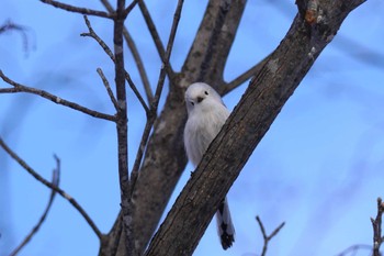 Long-tailed tit(japonicus) Makomanai Park Sun, 1/28/2024