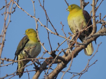 Fri, 3/15/2024 Birding report at Kyoto Gyoen