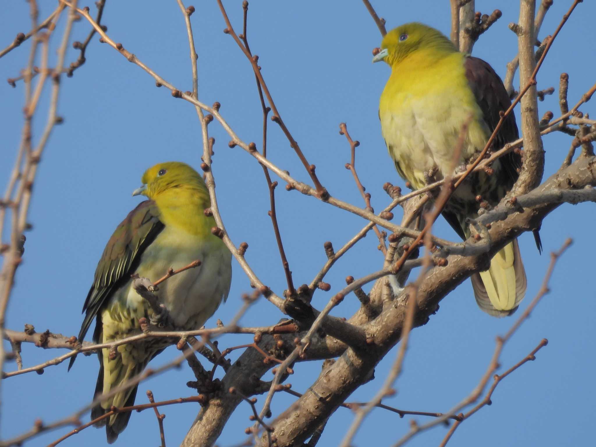 White-bellied Green Pigeon