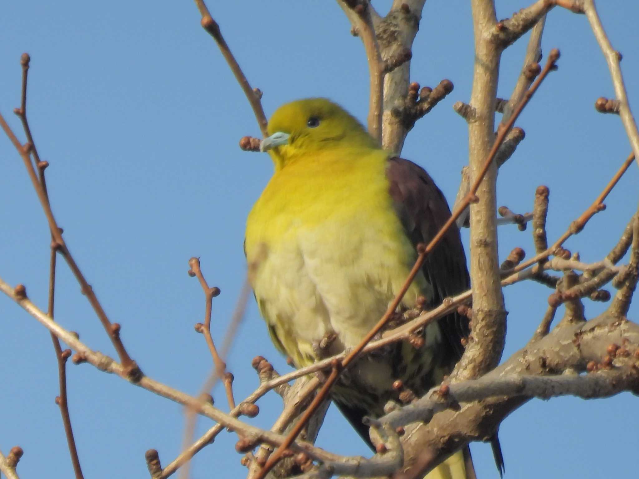 White-bellied Green Pigeon