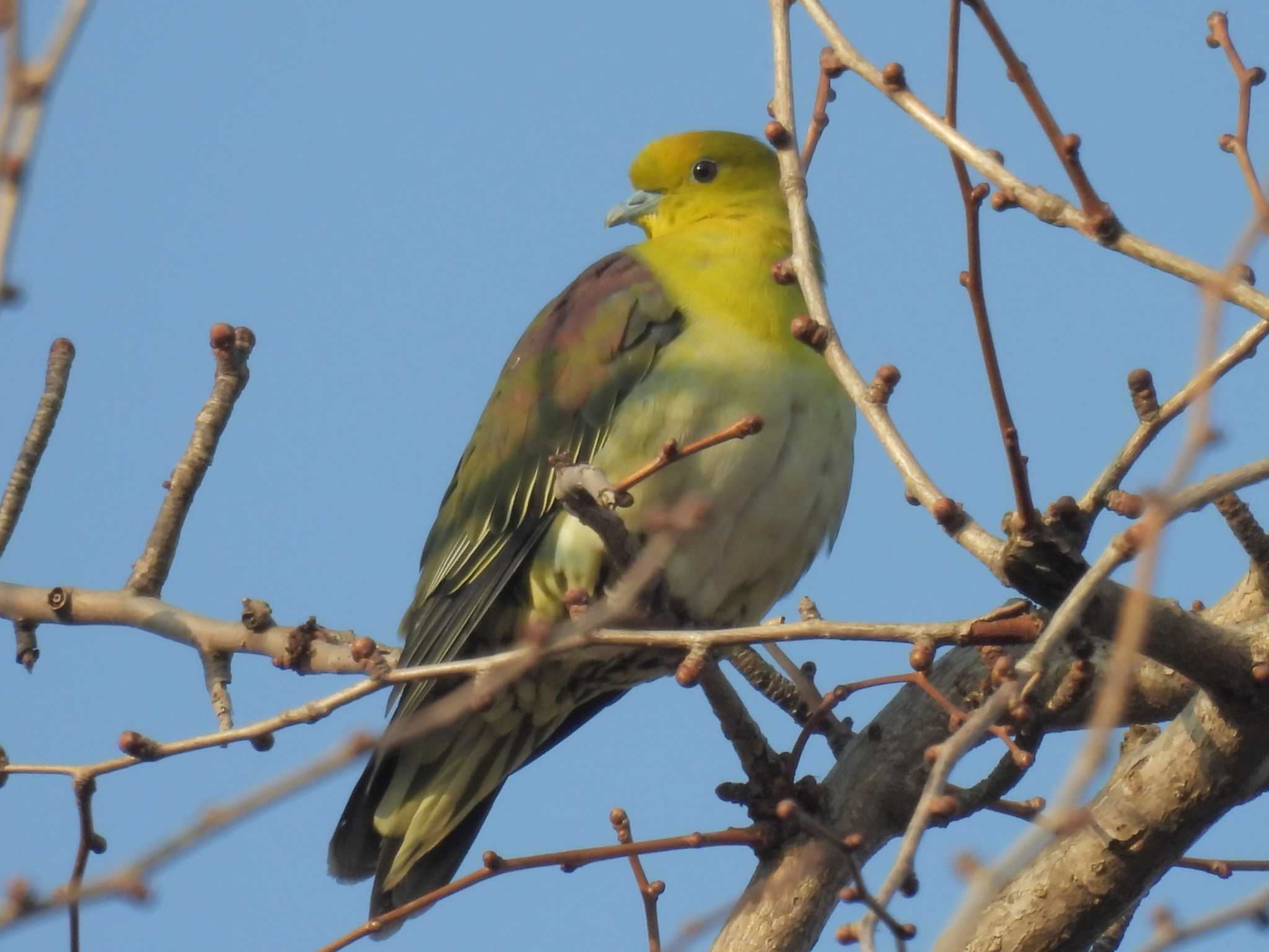 White-bellied Green Pigeon