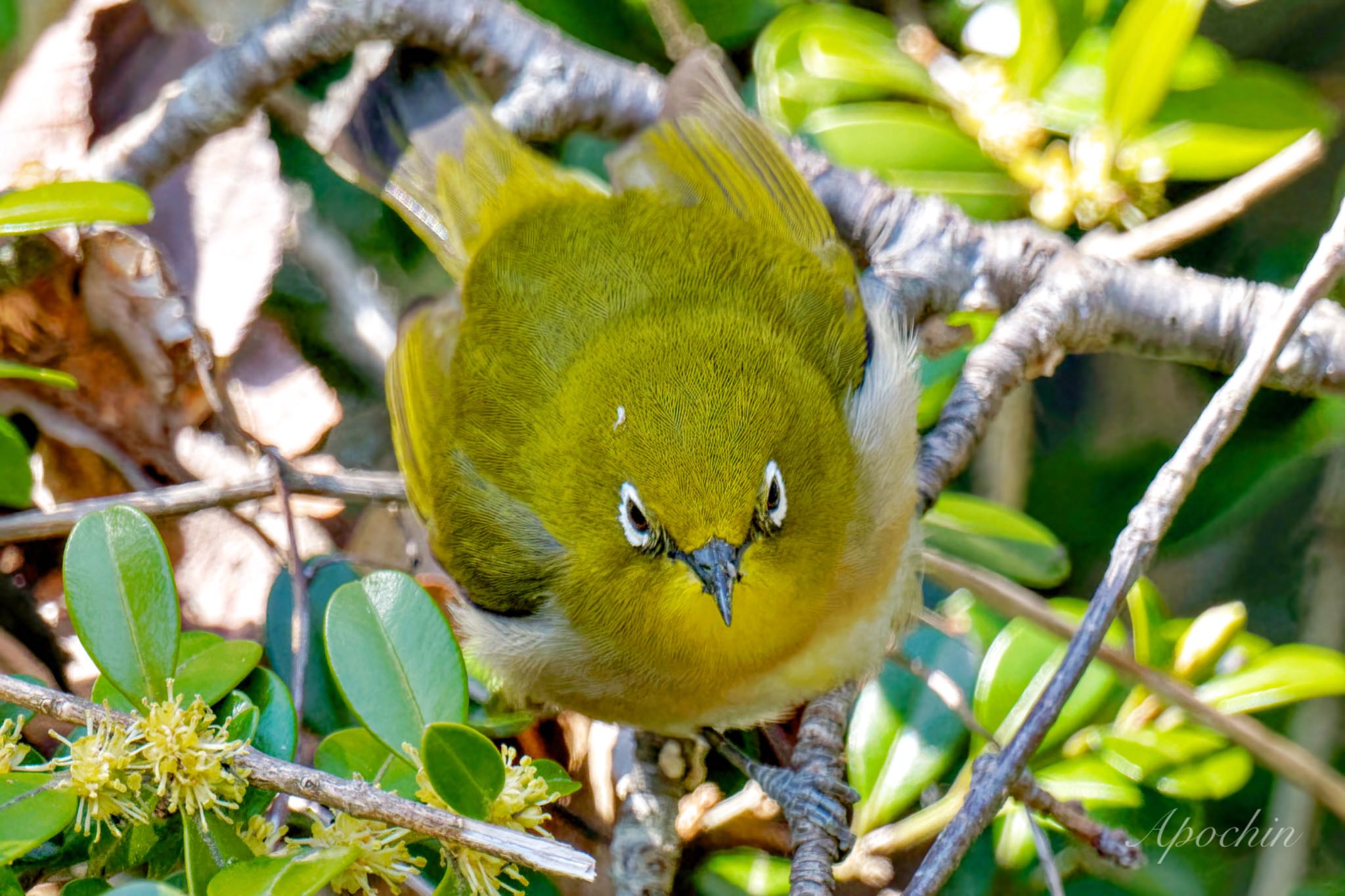 Photo of Warbling White-eye at 権現山(弘法山公園) by アポちん