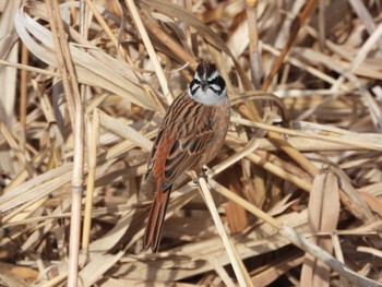 2024年3月2日(土) 芝川第一調節池(芝川貯水池)の野鳥観察記録